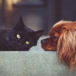 Separazione Consensuale Animali Domestici